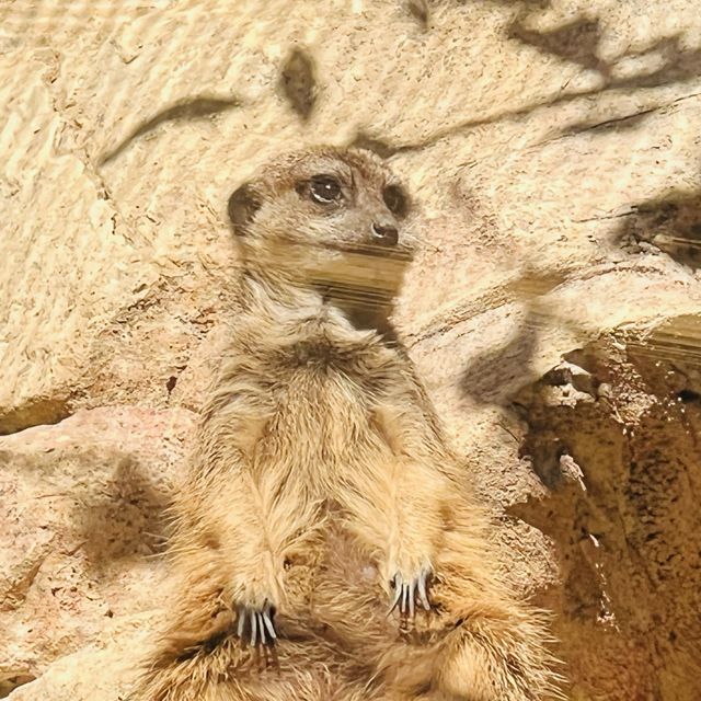 香港動植物公園150週年活動