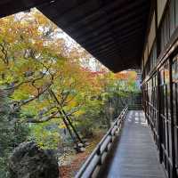 【京都】永観堂の美しい紅葉🍁