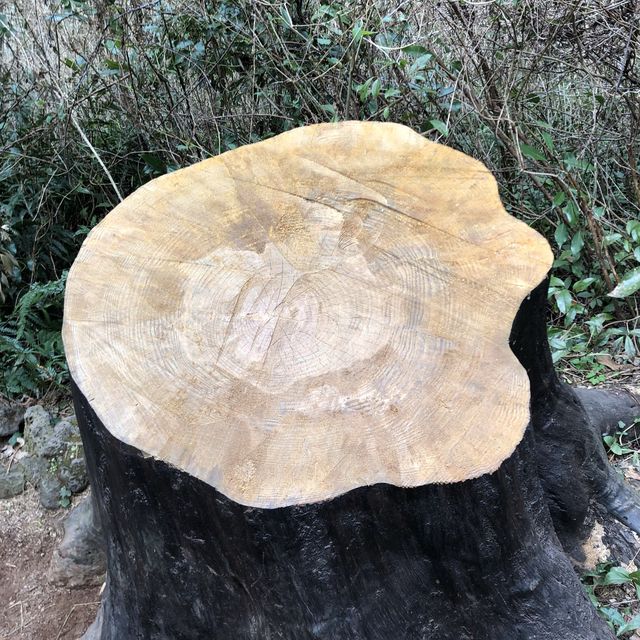 [제주도 여행] 산림욕 추천장소, 사려니숲길&비자림🌳