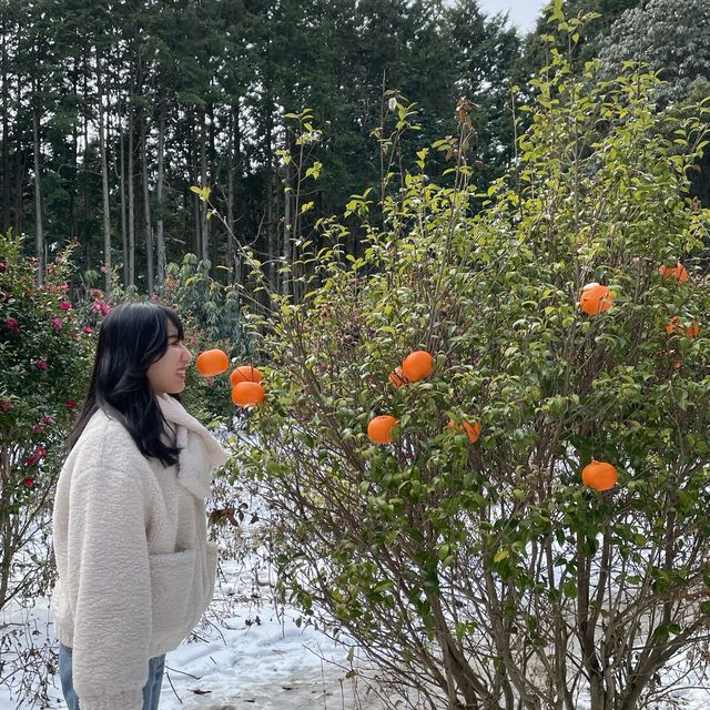 제주 안돌오름 , 비밀의 숲 