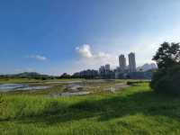 候鳥天堂。香港濕地公園 Hong Kong Wetland Park