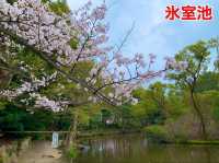 京都　SAKURA 桜めぐり❗️勧修寺の桜に感動❗️