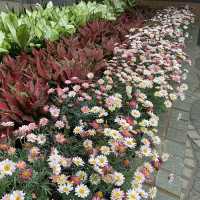 元朗賞花好去處～紫色風信子、彩色雛菊、大紅花、杜鵑花、繡球花等
