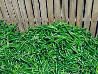 green chilies 
