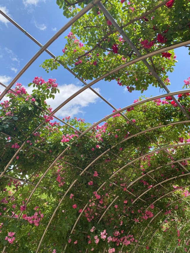 1년에 3번 볼 수 있는 아름다운 곳🌹