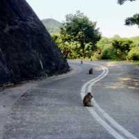 Explore out the Kam Shan Country Park 
