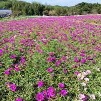 愛知県！花畑が素晴らしい花ひろば