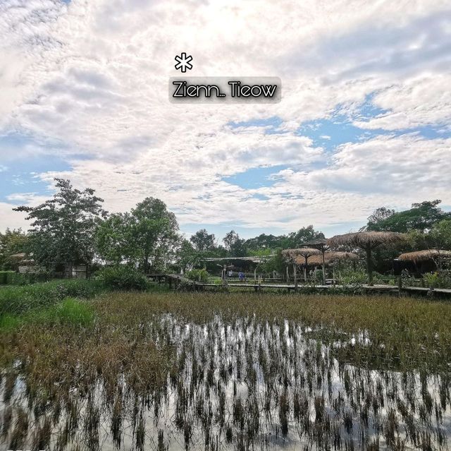 บรรยากาศชิลกับวิวทุ่งนา@Montreux café and farm