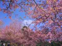 ทริปสีชมพูดอยขุนช่างเคี่ยน