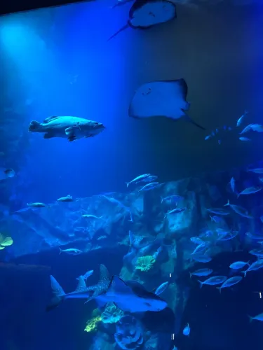 樂天世界水族館｜首爾樂天世界🎢｜童真之地｜絕對適合成人｜part2