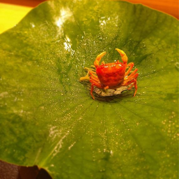 超長八爪魚🐙