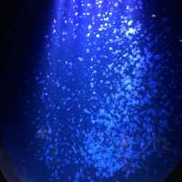 【クラゲ水族館】　2022お盆に行ってみた！