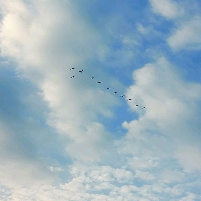 南生圍單車🚲觀鳥🕊️黃昏🏜️之旅