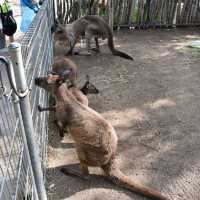 Visit Australia's animals 