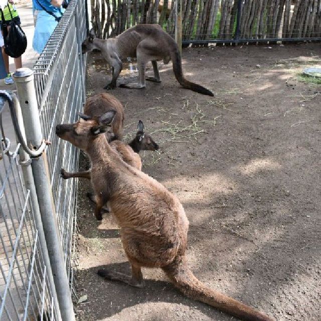 Visit Australia's animals 