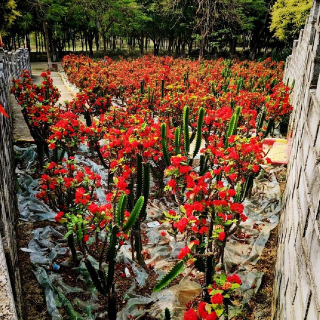 Fantasy Baihuazhou Garden