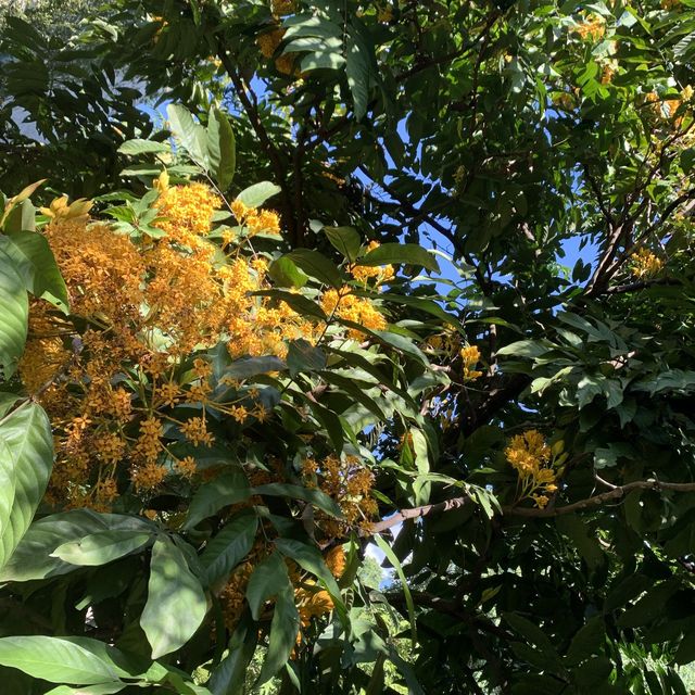 Tropical Flower and Fruit Garden