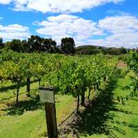 Try some wines at Jacob's Creek