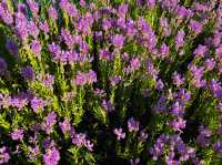 The beautiful colorful flowers of Xiputuo