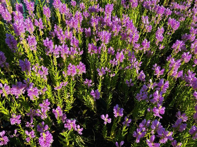 The beautiful colorful flowers of Xiputuo