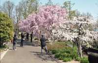 Shiga's beautiful cherry blossoms.