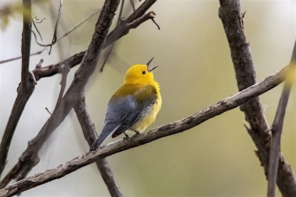 Magee Marsh - The Biggest Week in American Birding | Magee Marsh Wildlife Area