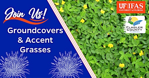 Groundcovers & Accent Grasses | UF/IFAS Flagler County Extension