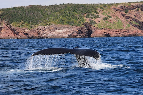 Len Beer Memorial Lecture: Newfoundland's Natural Wonders | Bangor University