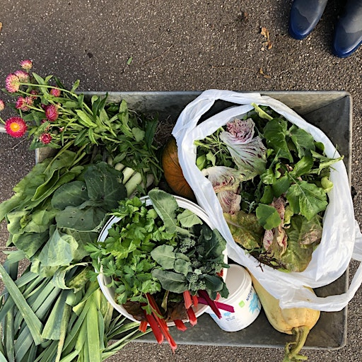 Planning your vegetable plot for a year-round harvest | Emmanuel Hall