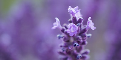 Macro Photography Class & Photowalk | CameraMall