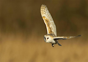 Abberton owl evening | Abberton Reservoir