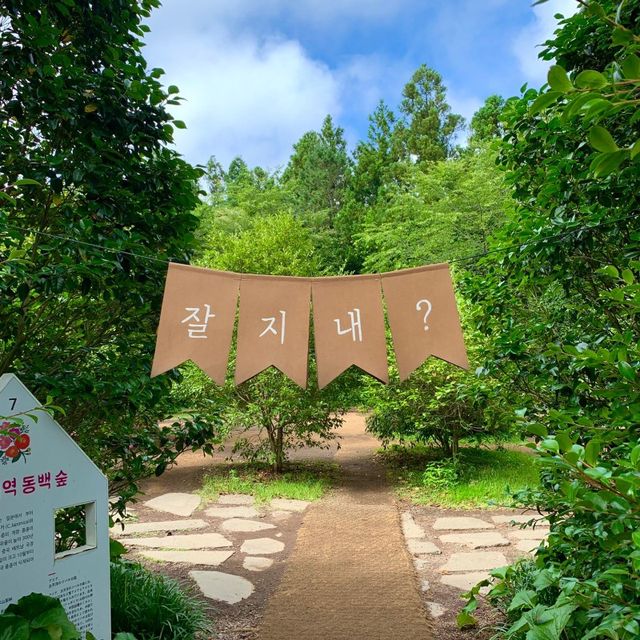제주수국 ‘카멜리아힐’