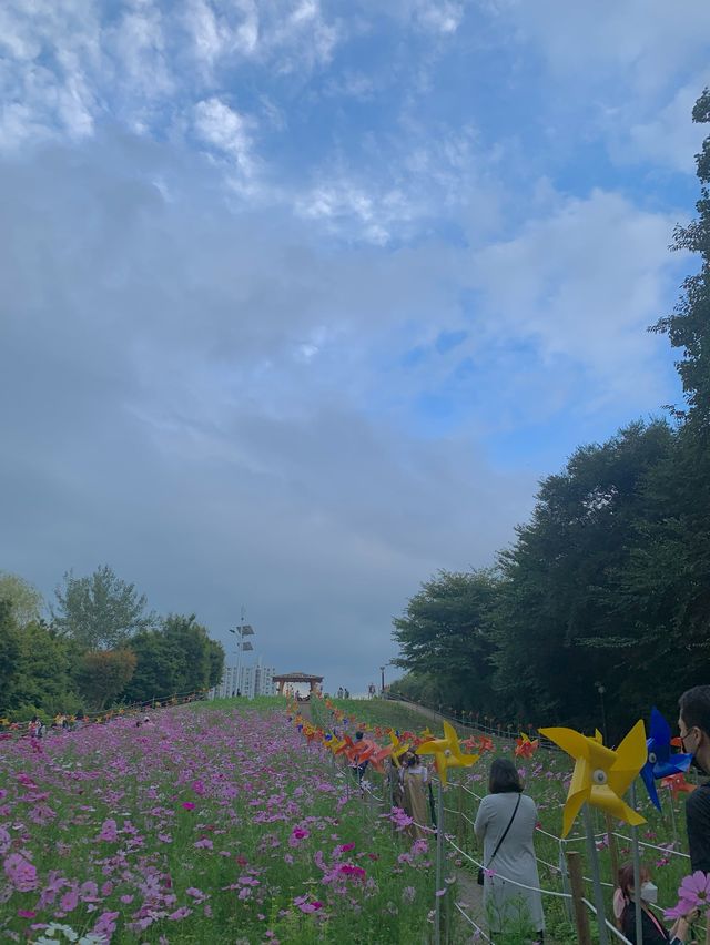 서울 코스모스 꽃 구경 :: 올림픽공원 들꽃마루🌼