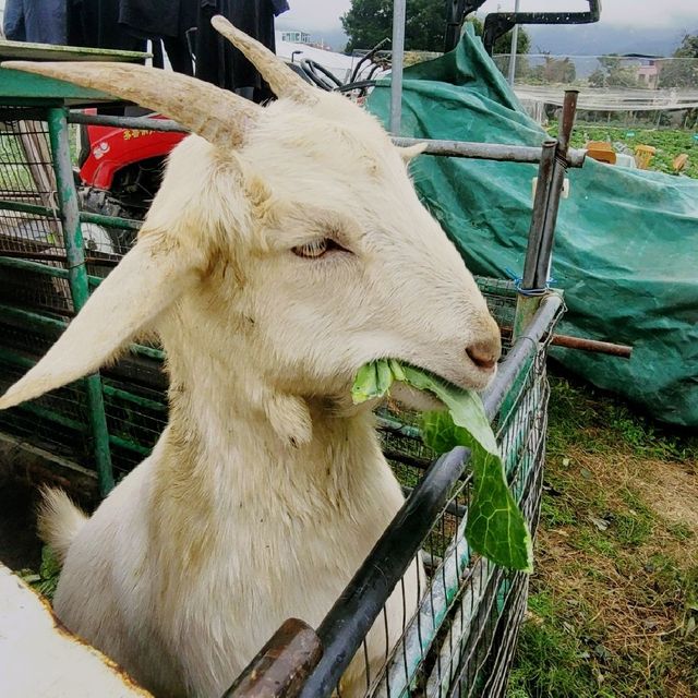 親親小動物~ 朗屏士多啤梨園 
 親親小動物~ 朗屏士多啤梨園