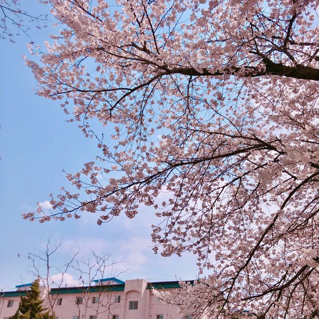 숨겨진 보물같은 춘천 최고의 벚꽃명소 