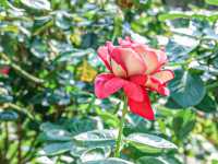 花花世界 玫瑰園