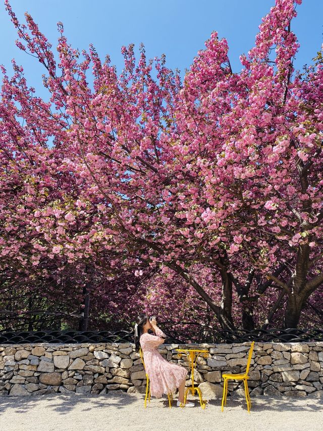 몽글몽글 겹벚꽃 명소는 바로 여기🌸💗