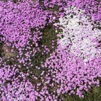 北海道瀧上芝櫻公園