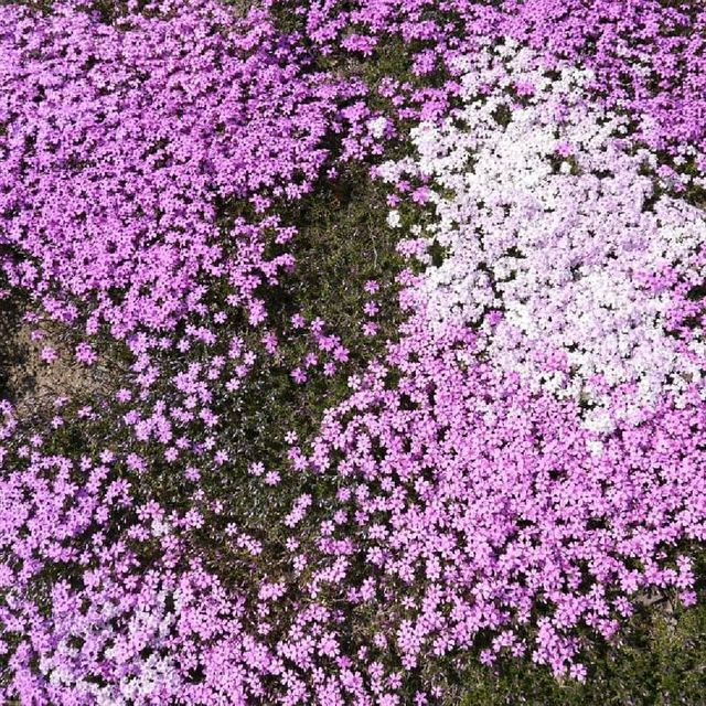 北海道瀧上芝櫻公園