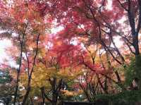 從MOA美術館看紅葉
