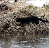 野生動物と出会えるカヌーツアー