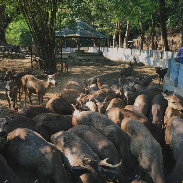 양곤동물원 (Yangon Zoo) 🐒 미얀마 양곤 관광지 추천
