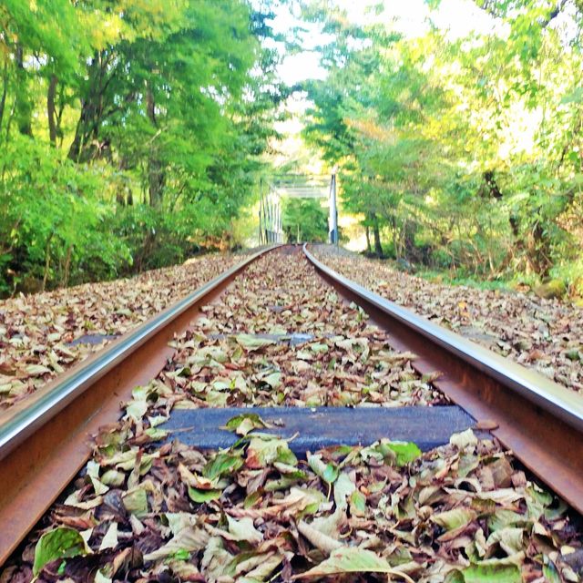 🚂 가을과 어울리는 소풍기차, 에코랜드
