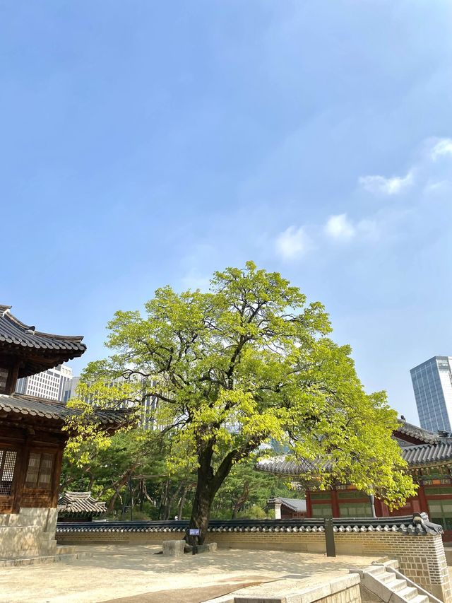 덕수궁 산책 🌿