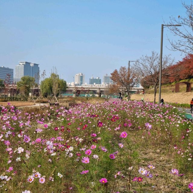 코스모스 가득한 안양천