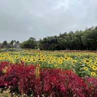 【佐賀】秋のひまわり園 紅葉してました