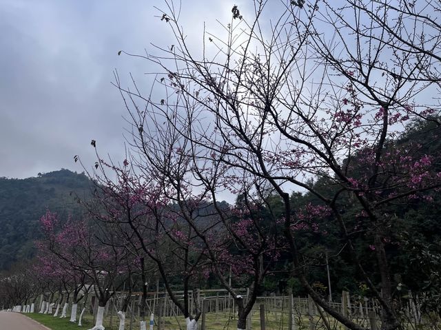 ชมดอกบ๊วย ดอกพญาเสือโคร่ง แอท อ่างขาง 🌸🤍