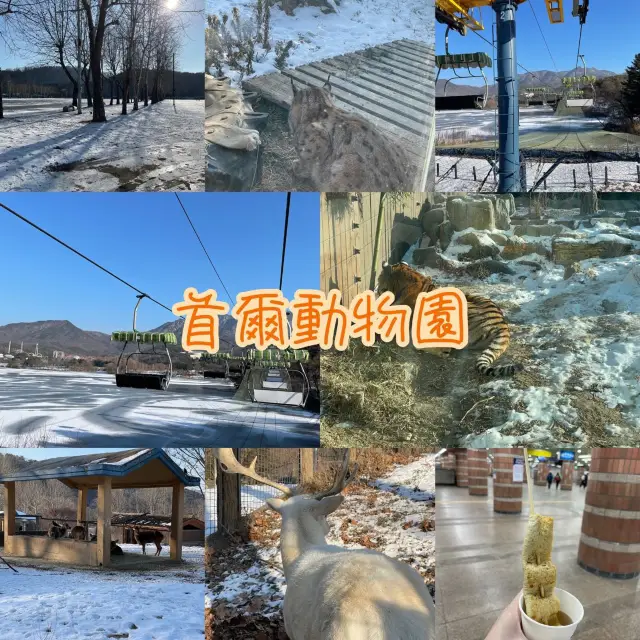 冬日白雪雪首爾動物園🫶🏻🫶🏻不一樣的體驗🤲🏻🙈