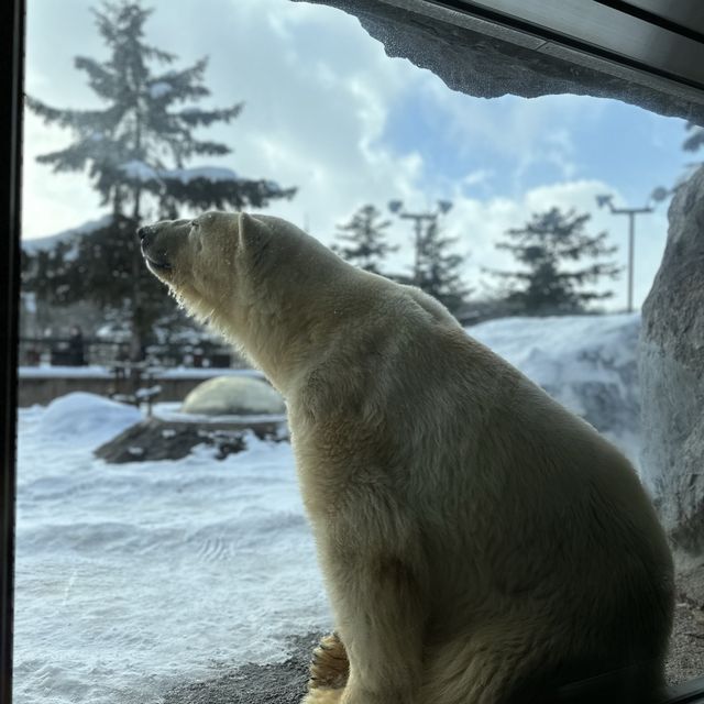 Asahiyama Zoo