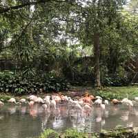 Fun Day at Zoo Negara